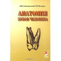 Гайворонский И.В., Петрова Т.Б. - Анатомия зубов человека