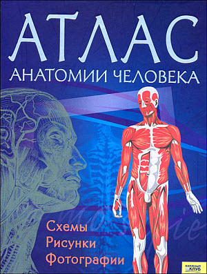 Атлас анатомии человека. Схемы, рисунки, фотографии.
