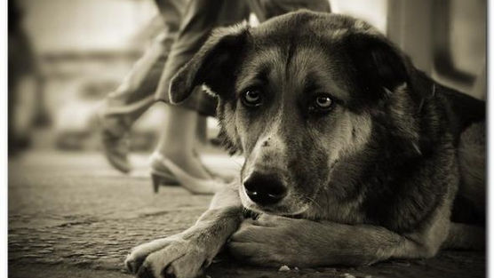 Петиция.Остановите убийство собак в городе Барнауле.